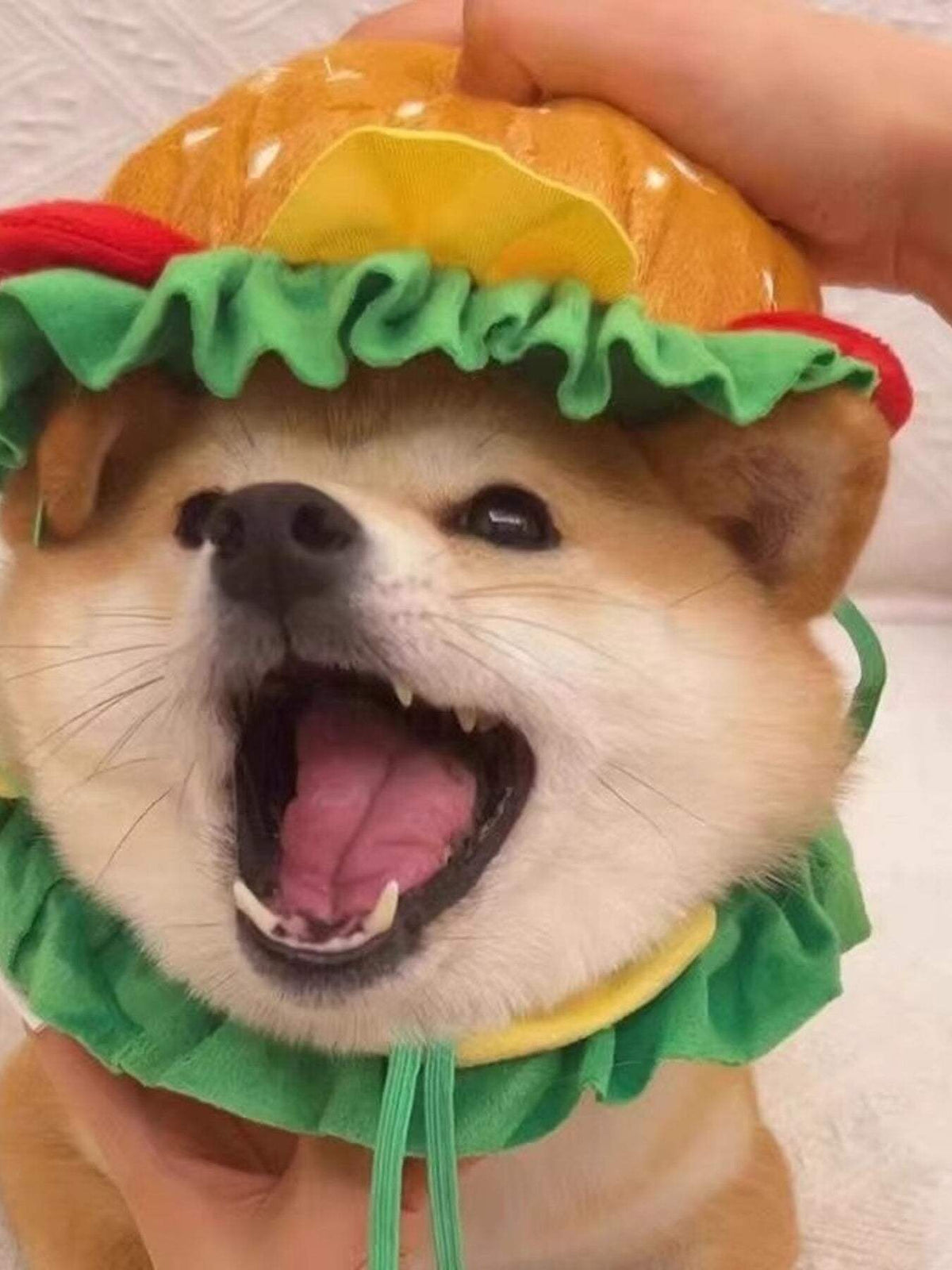 Pet wearing a silly hamburger style headwear costume Hamburger Pet Costume