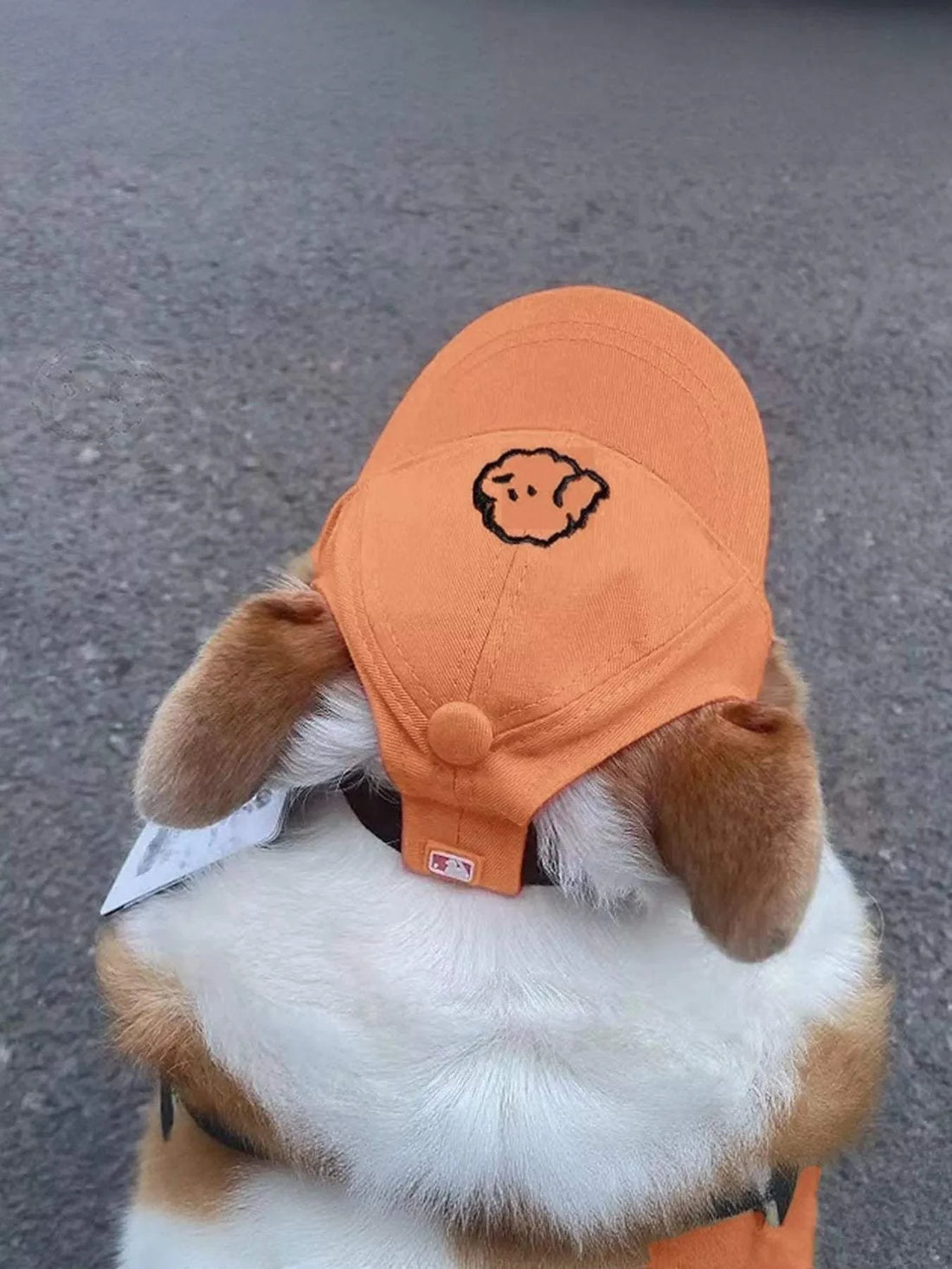 Embroidered pet baseball cap on dog with sunglasses