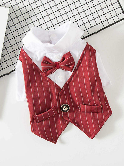 Small dog wearing formal striped bow tie blazer