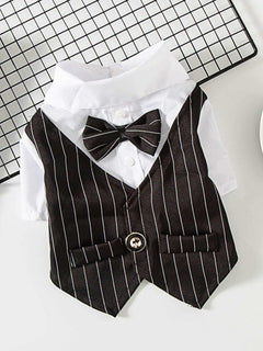Small dog wearing formal striped bow tie blazer