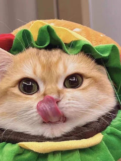 pet wearing hamburger style headwear costume