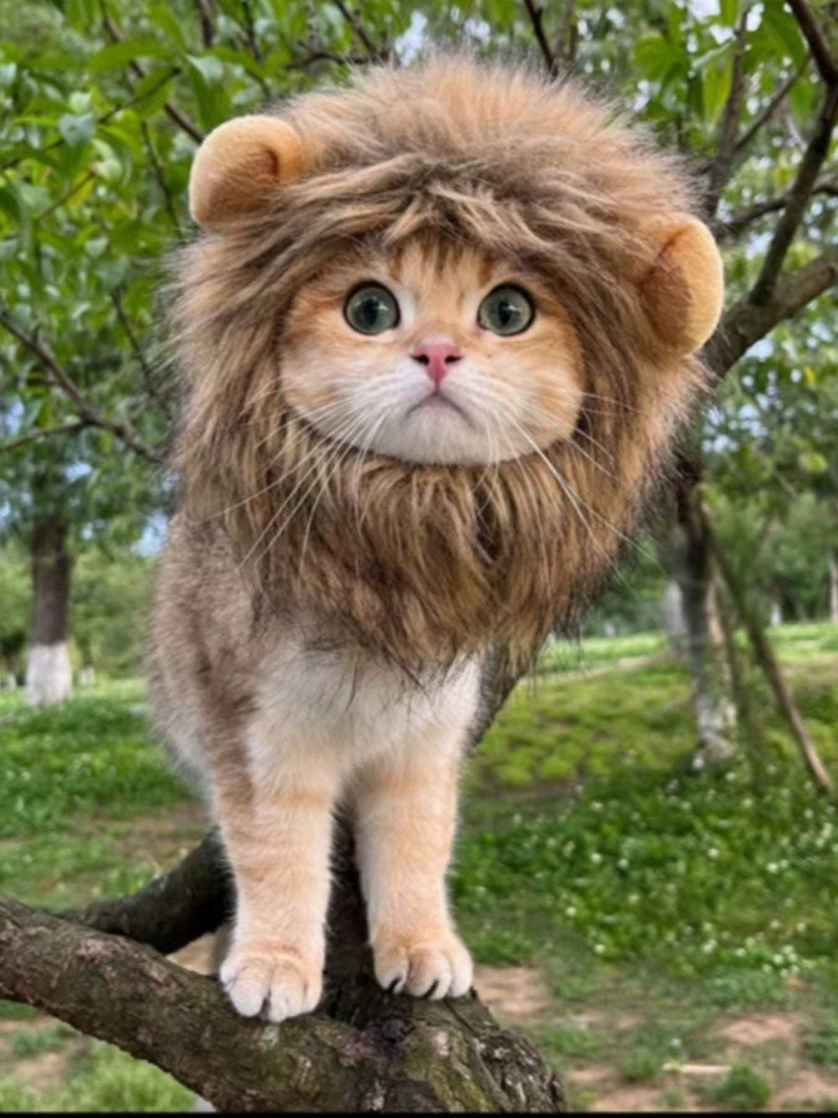 Adjustable lion mane pet headwear costume accessory